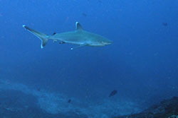 white tip shark